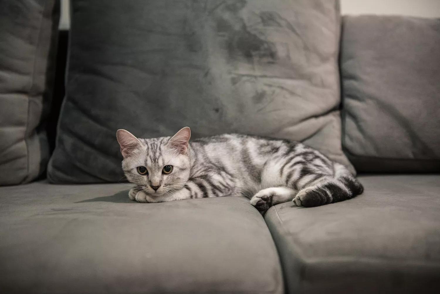 想陪你的猫咪,最好养的猫咪品种及图片大全