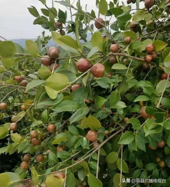 梦里老家自然美,梦里老家田园风景