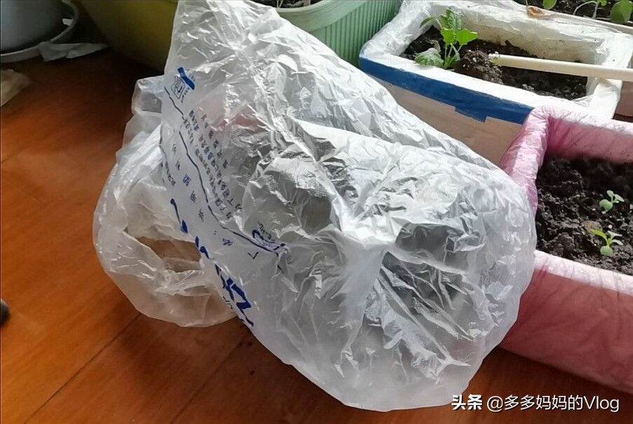 用没熟的小番茄种小番茄,用新鲜番茄的时候可以种植番茄吗