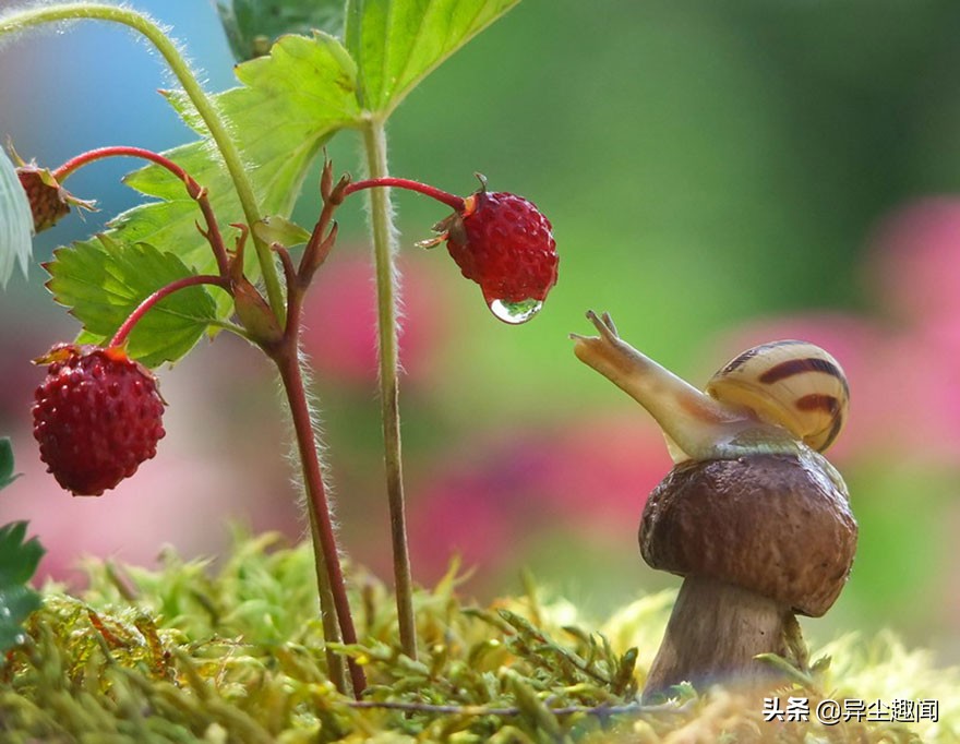最漂亮的蜗牛图片,100幅蜗牛图片