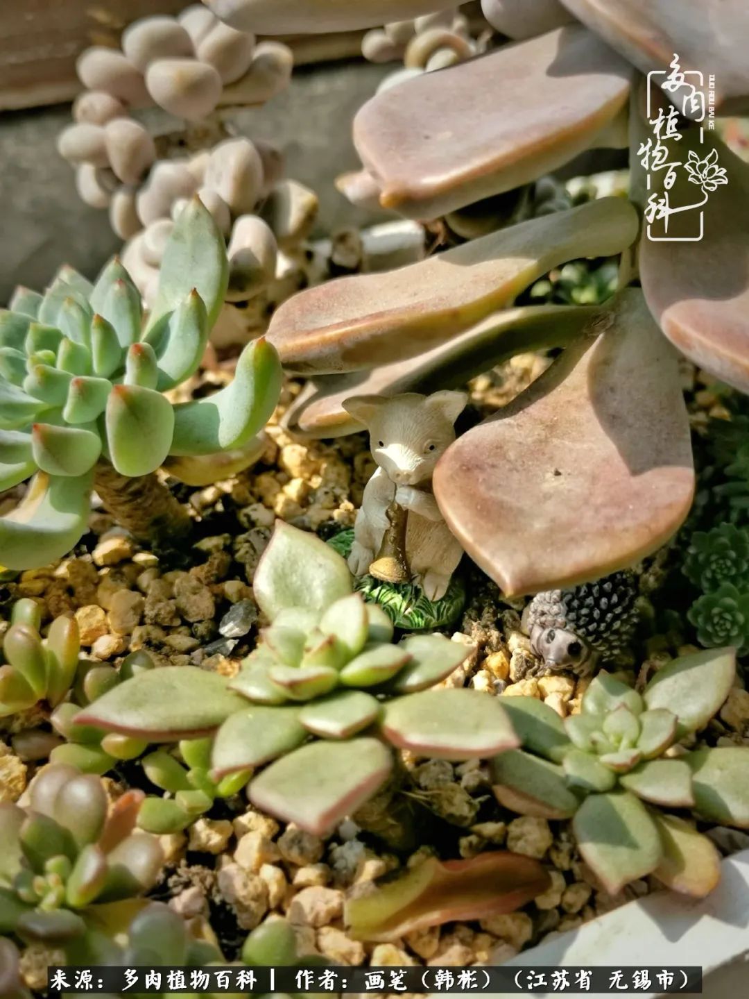 阳台多肉花园简直美翻了,适合男生养的多肉