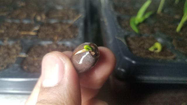 为什么要在天台种菜,天台种菜合适吗