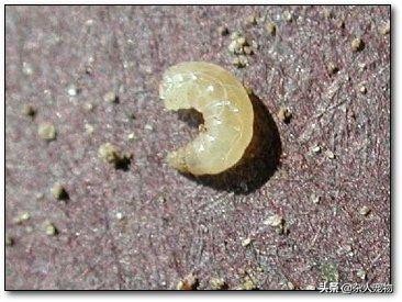 花露水可以驱猫猫身上的跳蚤吗,用什么给猫猫洗澡可以去掉跳蚤