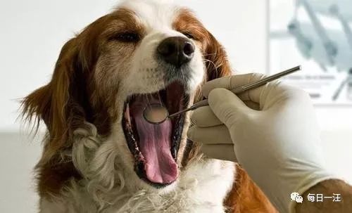 狗狗突然不吃东西是什么情况,春天狗狗突然不吃东西会是蛔虫吗