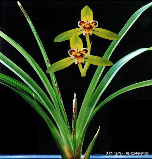 广西名贵兰花品种,莲瓣兰花名贵品种