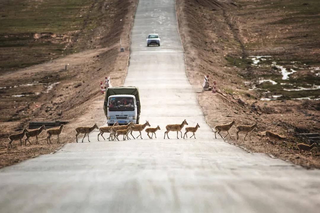 藏羚羊30万一只,藏羚羊30万只了为啥还濒危