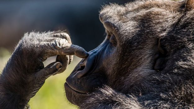 为什么我们会不自觉地摸脸,为什么自己会记不住自己的脸