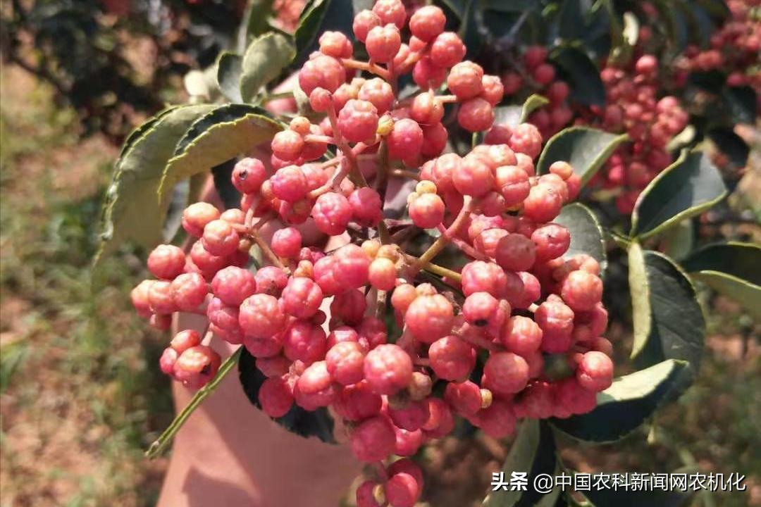 花椒蚜虫怎么治效果最好配方,氯氟啶虫脒可用于花椒防治蚜虫吗