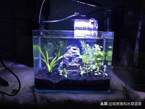 什么尺寸的鱼缸最适合新手？