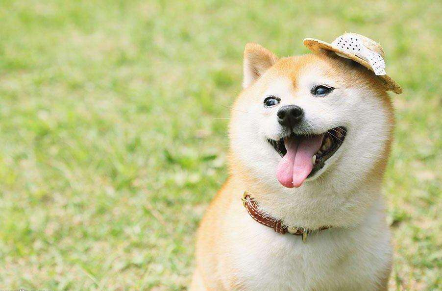 100种最难得一见的狗,10种最不常见的狗