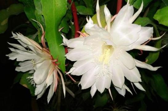 让花开得艳一些应施什么肥,怎样让昙花开花多一些