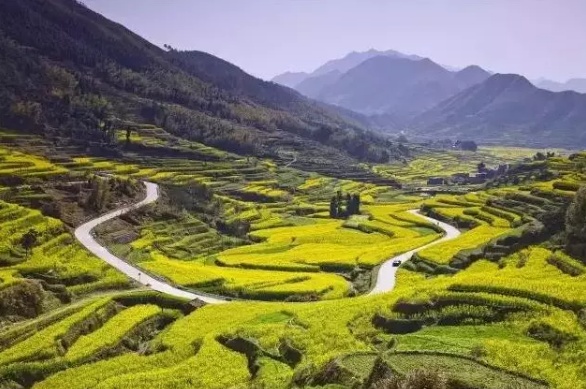 在哪里看油菜花好美哟,开化油菜花最佳观赏地