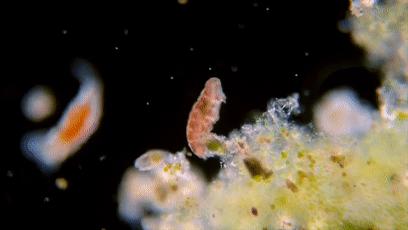 地球最强生物水熊坠落月球或幸存,地球最强的生物降临月球