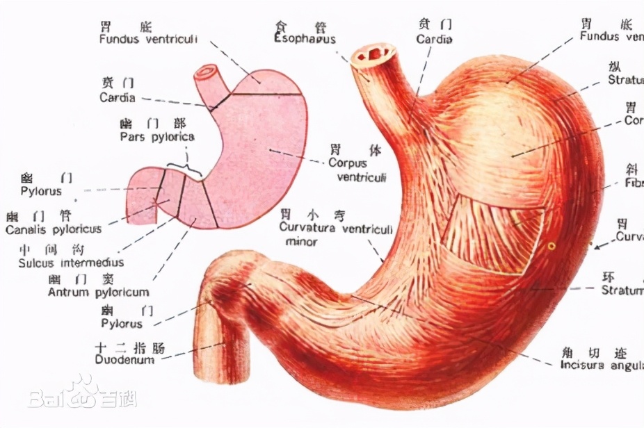 胃痛一定是胃出血吗,胃痛一定是幽门螺杆菌吗