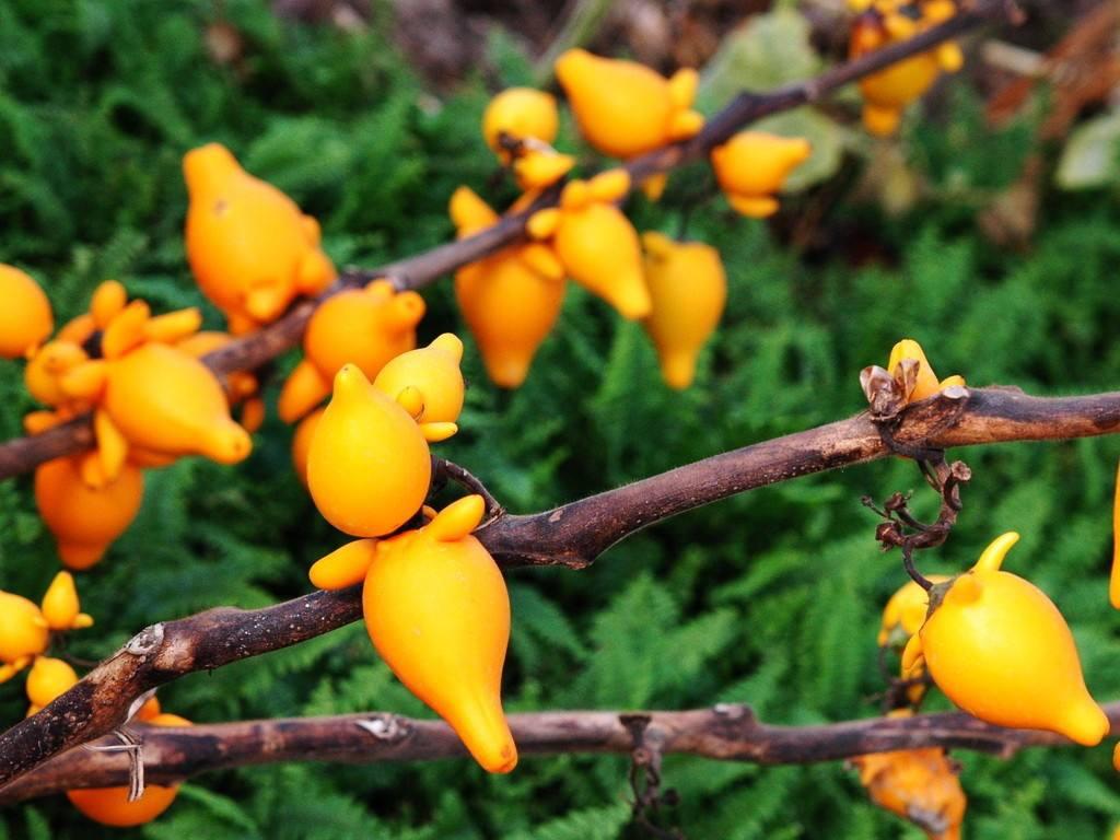 今年有哪些年宵花,春节6种年宵花推荐颜值高寓意好