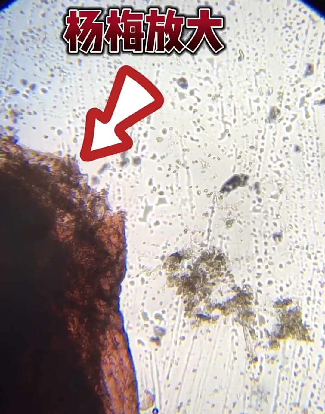 杨梅有农药味道怎么洗,杨梅里面的虫子真的能洗干净吗