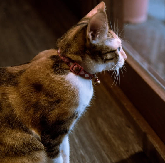 猫咪肉垫护理方法,猫咪的肉垫可以萌到什么程度