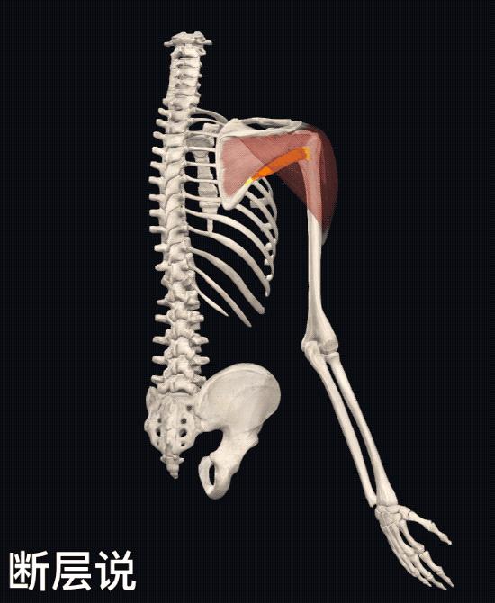 肩膀处抬不起,肩膀抬不起来感觉卡住了