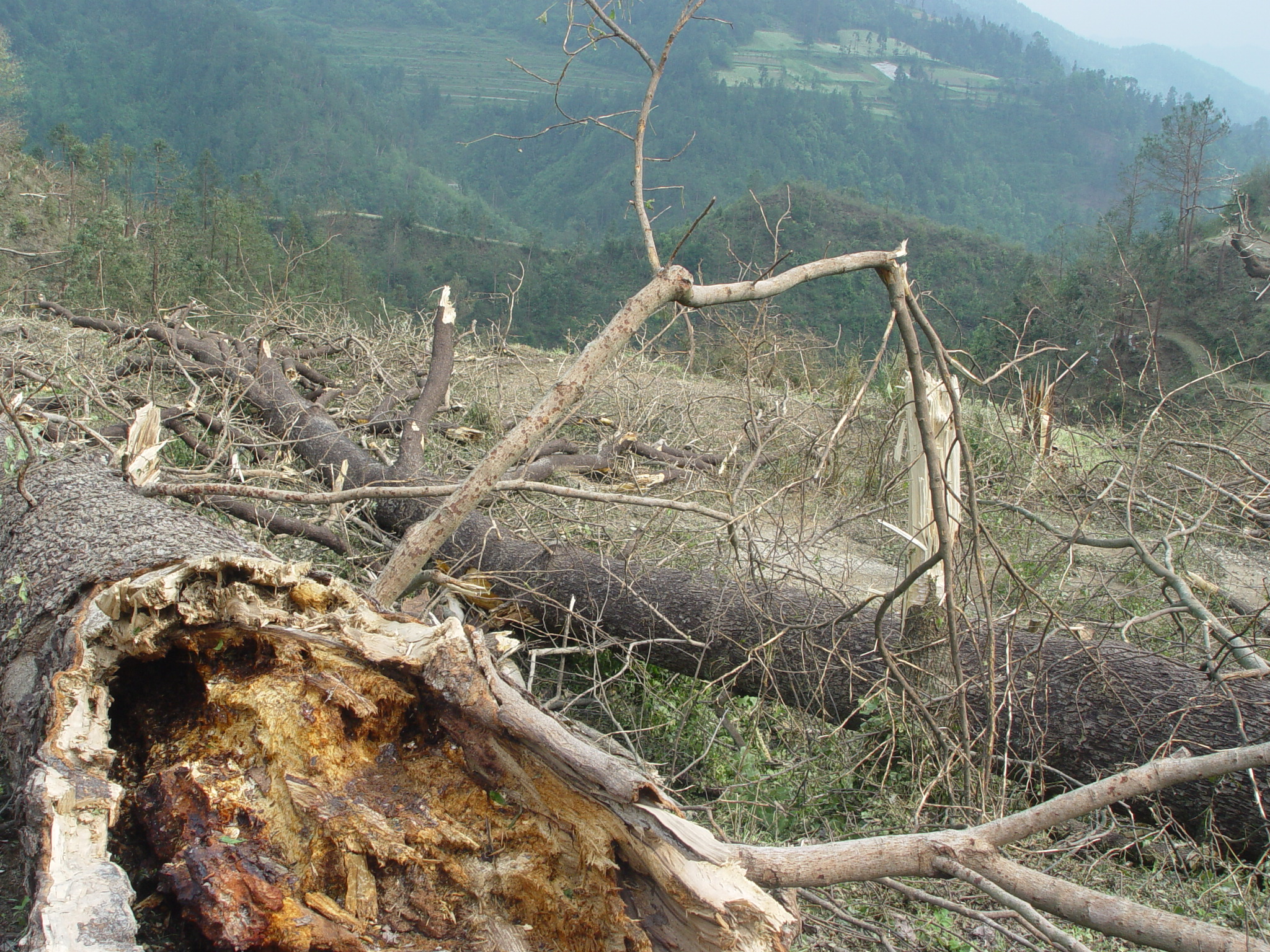 1945年，晃县桓胆霍乱流行，两兄弟用侗医扑灭恶疾“老鼠窜皮”