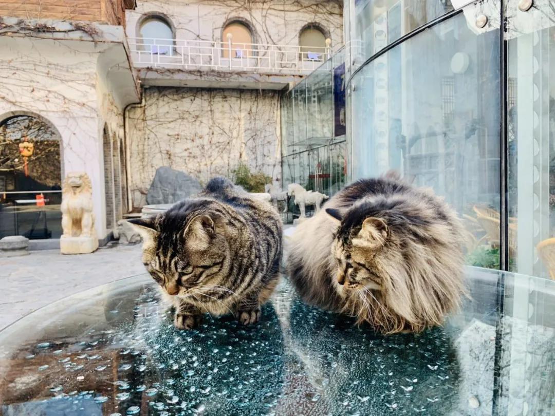 2019年掉缸事件,关于掉缸的事件