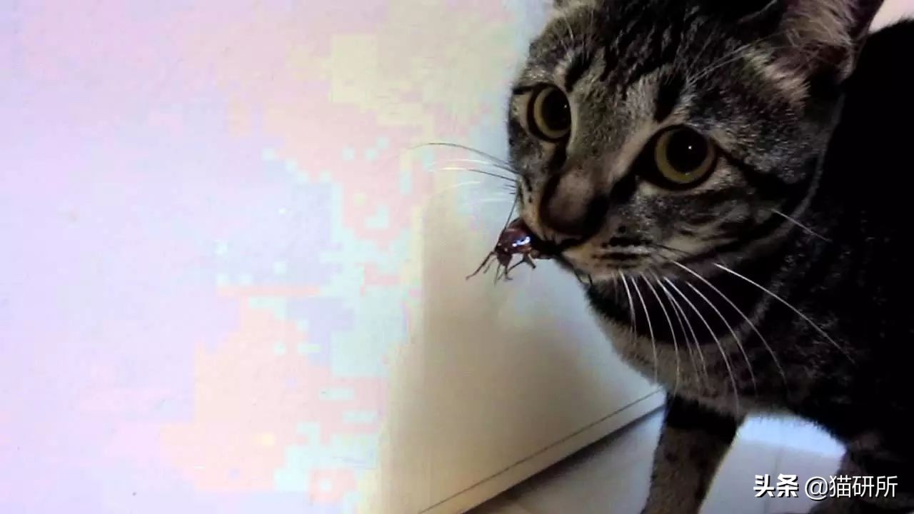 猫咪嘴里吐出半只蟑螂，我该怎么给它消毒，在线等！