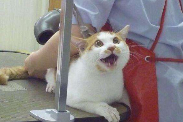 猫咪用了免洗手套洗了要吹干吗,猫咪洗澡不给吹干多久能自己干