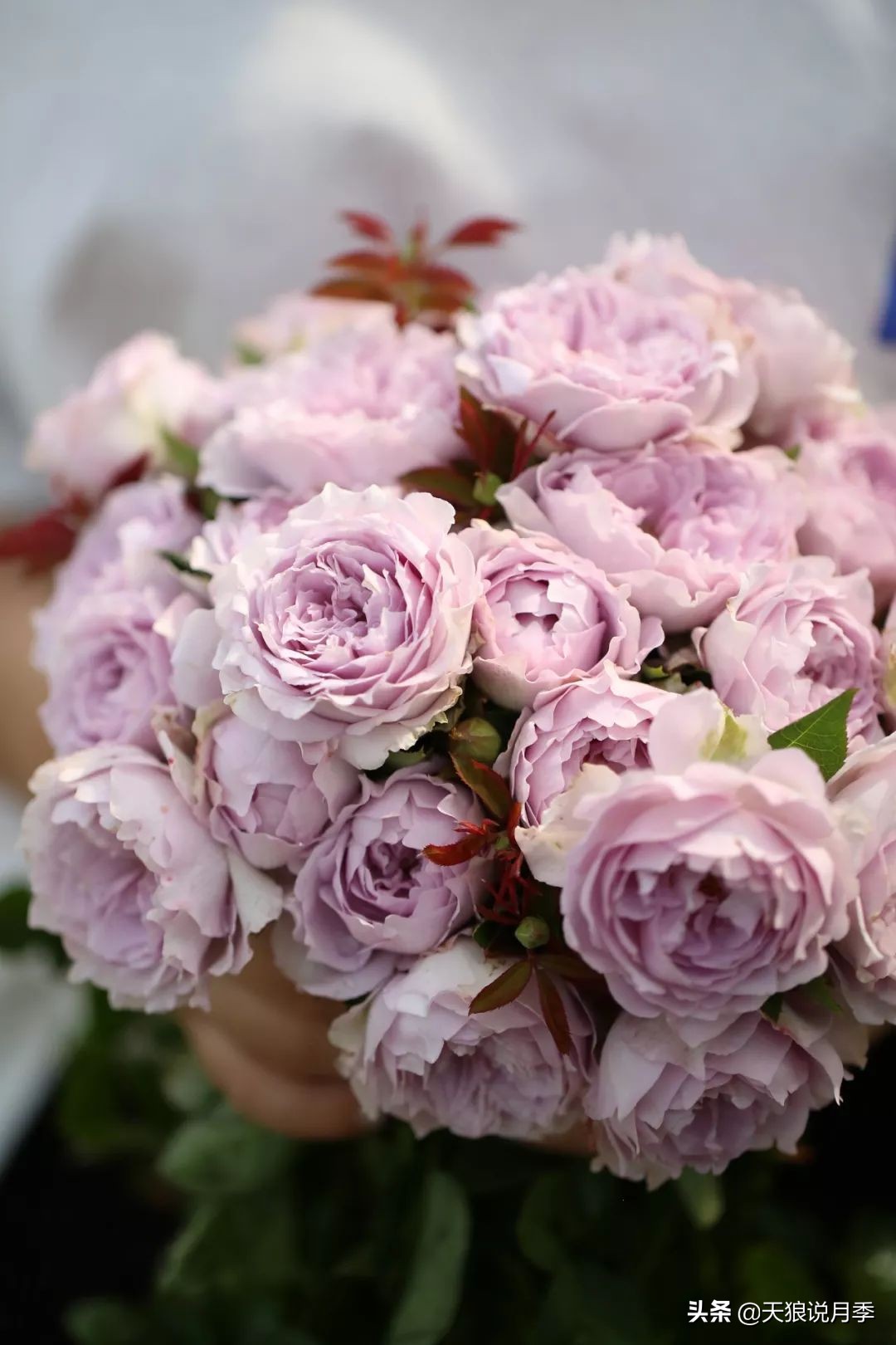 天狼月季优惠活动时间,天狼月季618活动