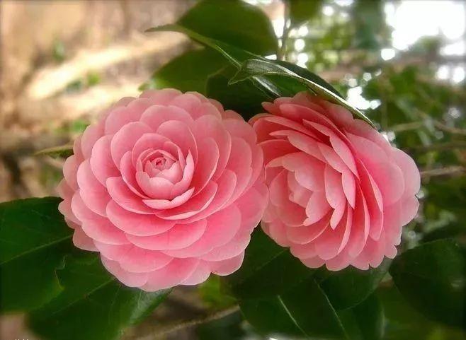 看过才明白为什么牡丹是国花,为什么有人说中国国花是牡丹