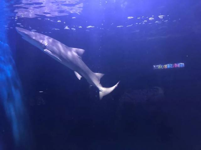 白鹿原白鹿仓景区冰雕,白鹿仓冰雕