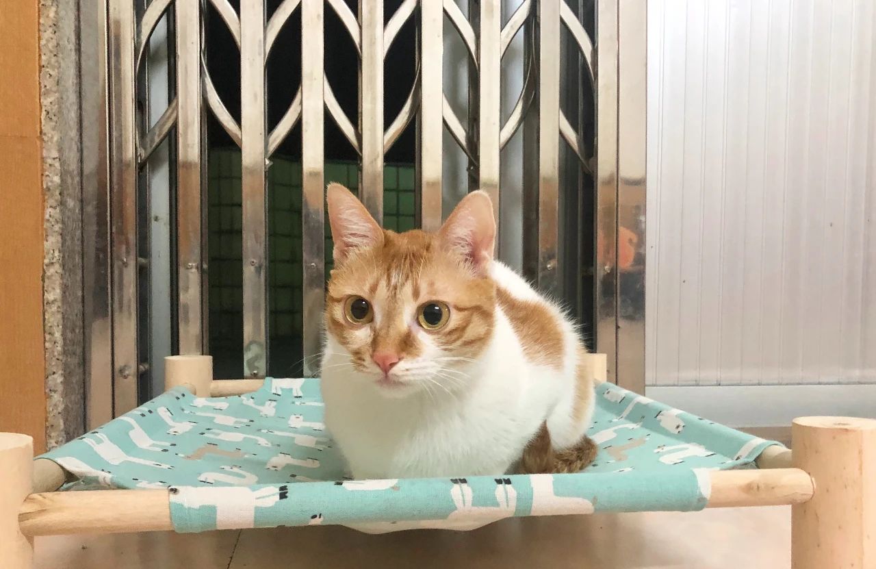 家猫是从哪个国家开始驯化的,欧洲猫起源于什么猫