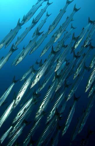 海鲜大全,最全海鲜冷知识