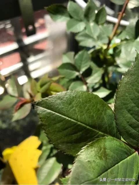 月季开花晒了太阳蔫了补救,月季叶子枯萎像缺水了一样