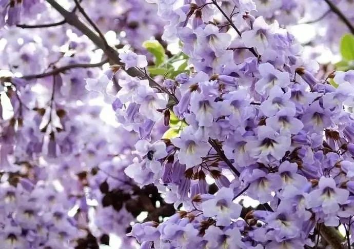 蓝紫色花系植物,蓝紫色系花境植物