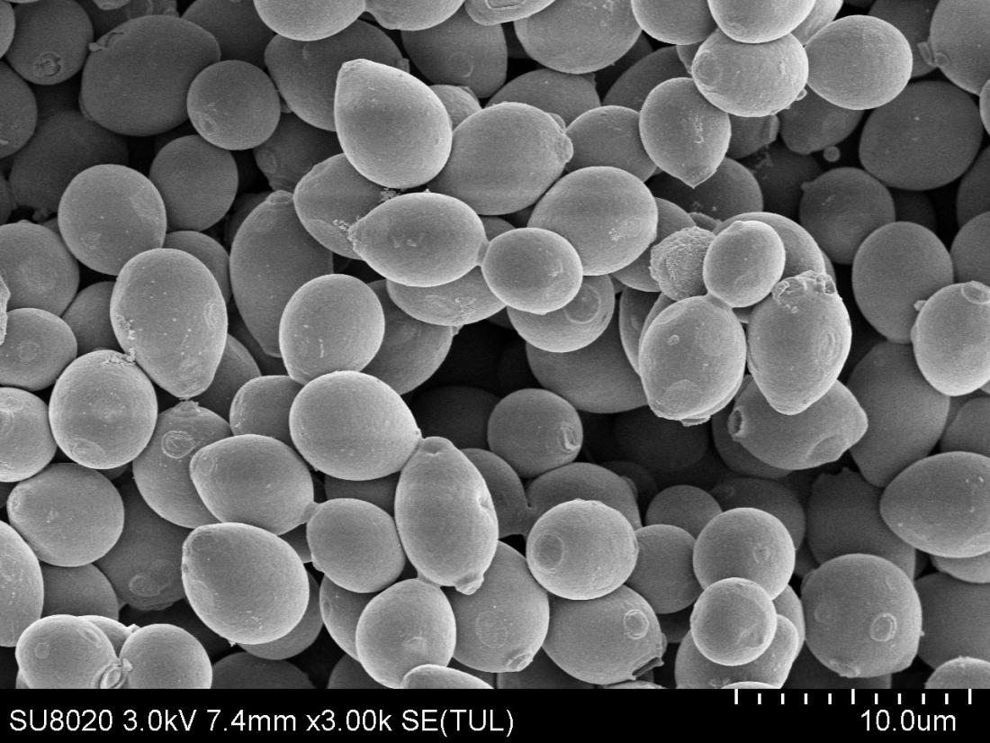 生啤鲜啤熟啤原浆的区别,精酿生啤和熟啤有什么区别