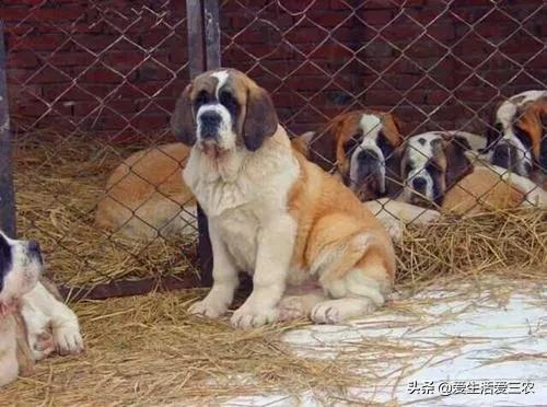 养肉狗的注意事项有哪些,想养狗又怕后悔