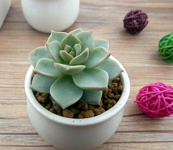 白牡丹黑腐怎么办,白牡丹太高怎么办