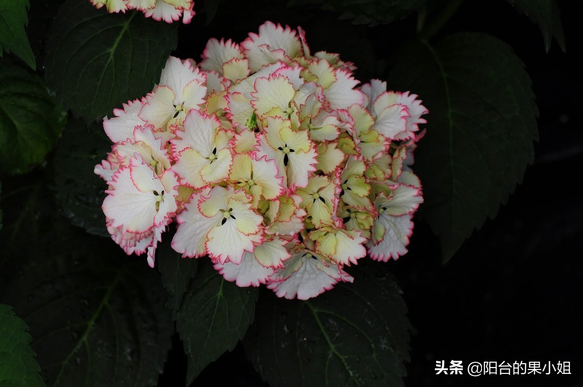 一年四季开花的绣球名字,6个颜色的绣球一起种