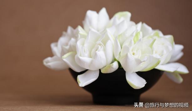 如何用栀子花的香水 (栀子花自然清新不甜腻的香水)