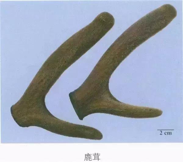 和鹿茸差不多样子的一味中药,鹿茸是一味什么用途的中药