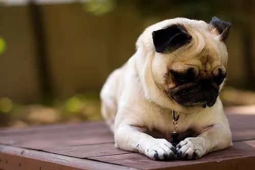 生病狗狗死之前的征兆,狗狗生病快不行的征兆