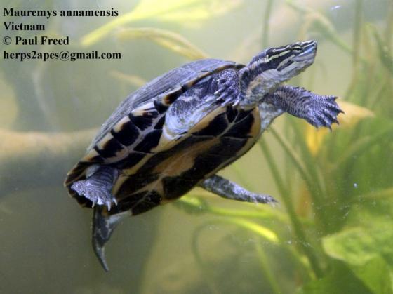 匠志萌宠乐园教学,匠志萌宠