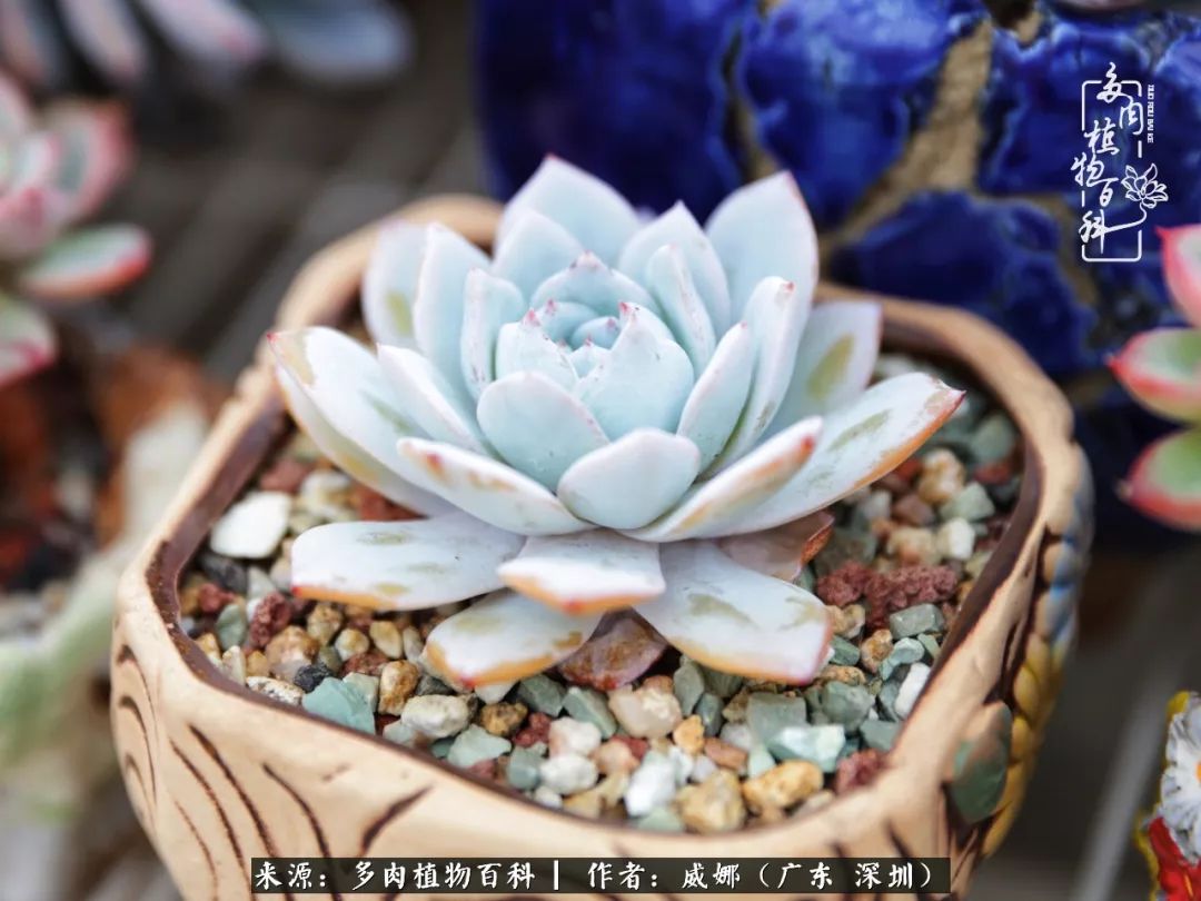 笼子里的多肉,露养的多肉和室内的多肉区别