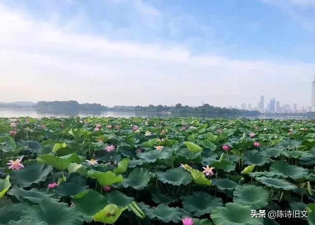 杨万里游西湖赏荷花,杨万里关于荷花的经典诗句