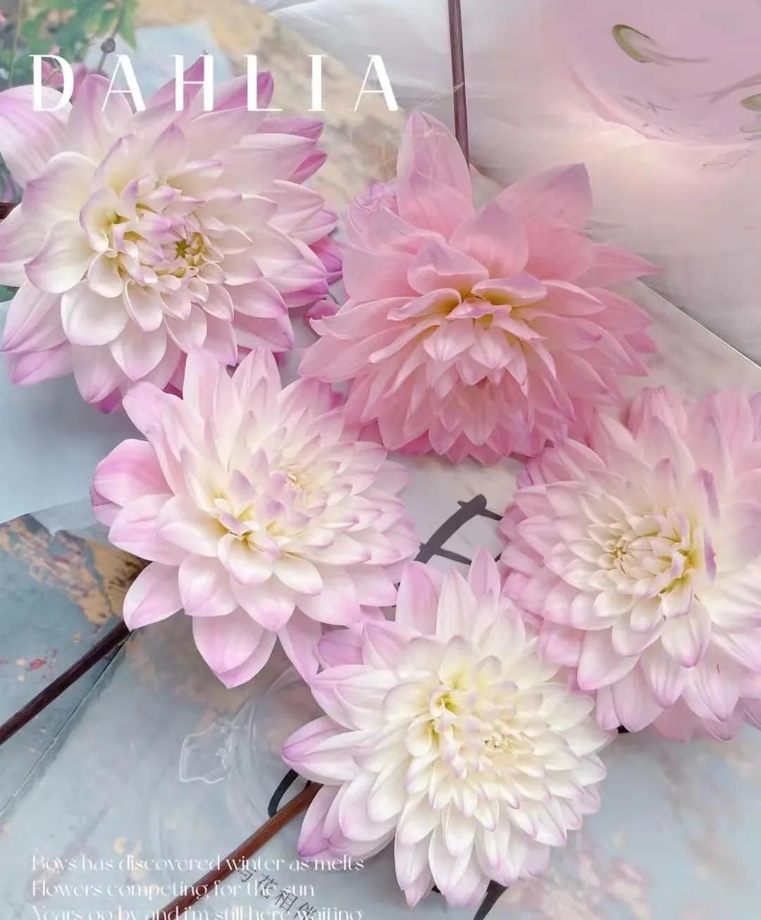 大丽花秋天要起球吗,大丽花怎样越长越好