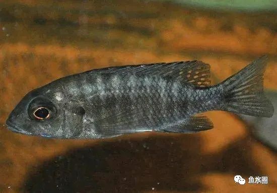 三湖慈鲷马鲷孔雀珍珠系能长多大,三湖慈鲷之孔雀