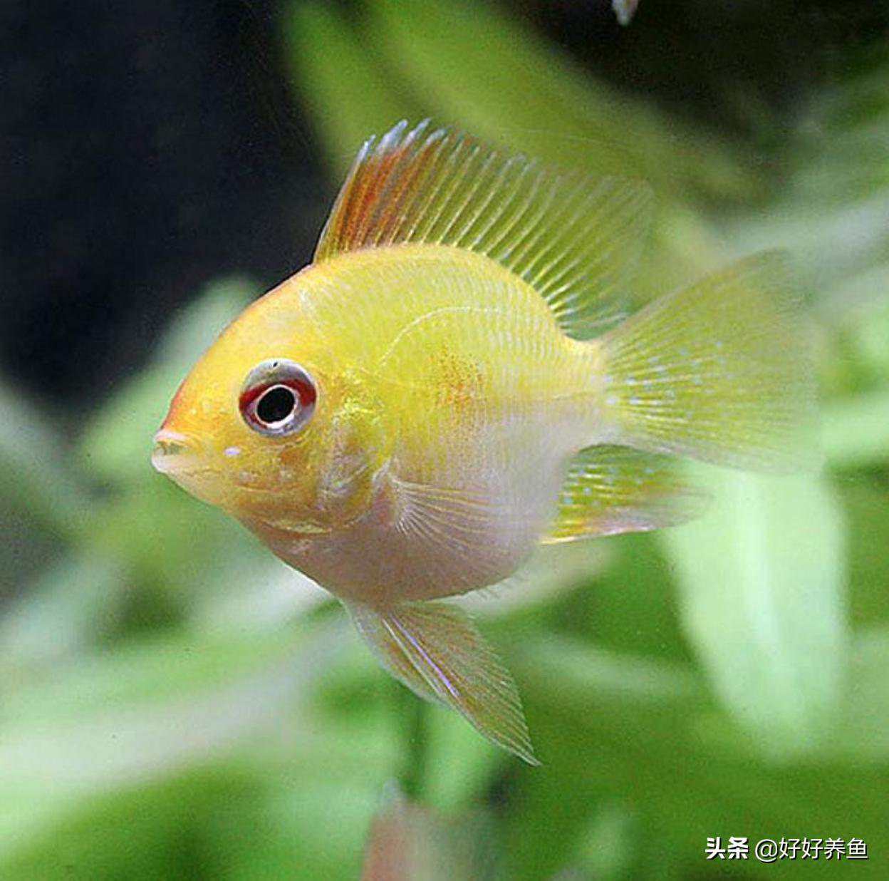 金波子鱼苗怎么养才能养活,金波子鱼怎么养