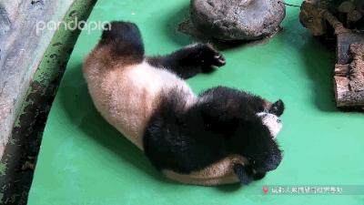 如何快速识别熊猫,熊猫的战斗力在动物界排名