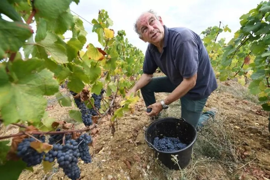 品乐Pinor：在法国葡萄园上班，就像在东北掰玉米……