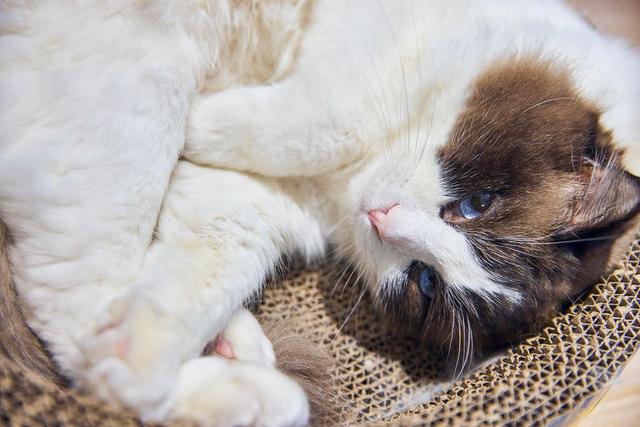 纯种布偶重点色品相,纯种布偶和不纯的区别