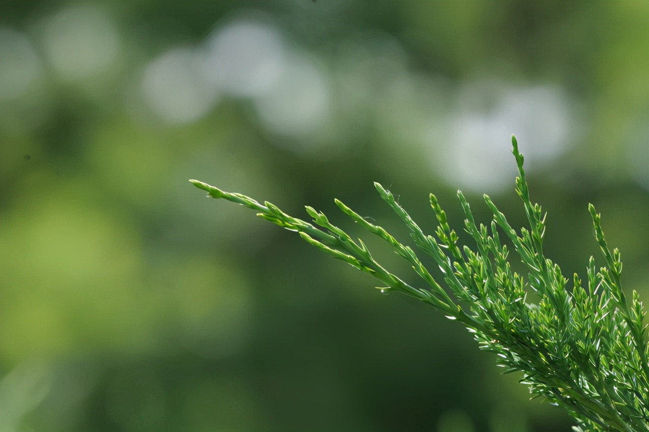 L鍗″彛闀跨劍闀滃ご,l鍗″彛70-300闀跨劍闀滃ご鎺ㄨ崘